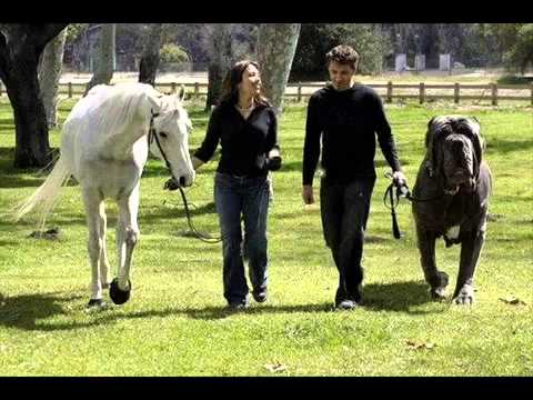 los 10 Perros más peligrosos del mundo - YouTube los 10 Perros más peligrosos del mundo - YouTube