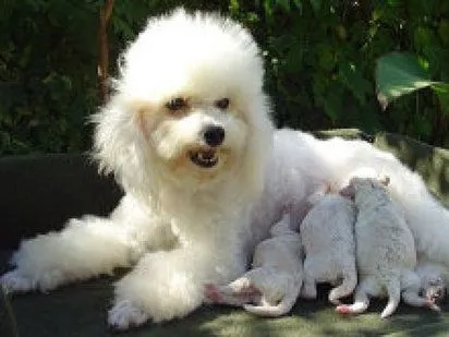 Los 10 perros más pequeños del mundo | Cuidar de tu perro es ... Los 10 perros más pequeños del mundo | Cuidar de tu perro es ...