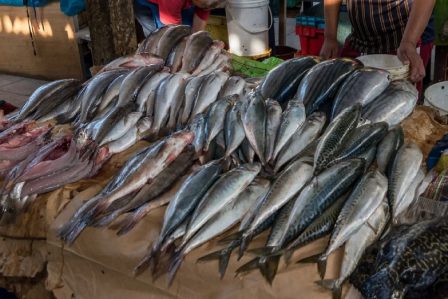 Siete de cada 10 pescados son vendidos con otro nombre en la costa peruana – Revista Pesca & Medio Ambiente Siete de cada 10 pescados son vendidos con otro nombre en la costa peruana – Revista Pesca & Medio Ambiente