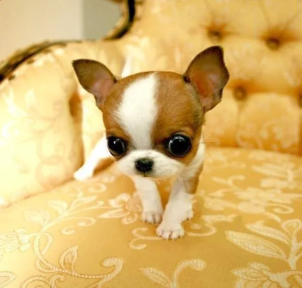 Las 10 razas de perro más buscadas en el mundo_Spanish.china.org ... Las 10 razas de perro más buscadas en el mundo_Spanish.china.org ...