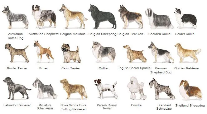Las 10 razas de perro más deseadas en el mundo Las 10 razas de perro más deseadas en el mundo