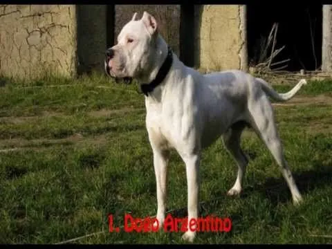 10 razas de perros mas bravas - YouTube