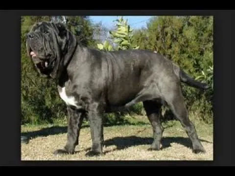 Las 10 razas de perros mas grandes del mundo. - YouTube