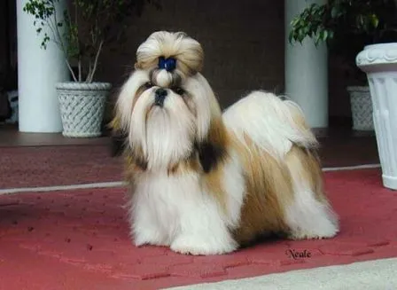 Cómo evaluar la talla de un Shih Tzu | PERROSPEDIA