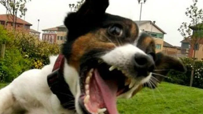 10 razones por las que mi perro es mi San Valentín, o sea, mi ...