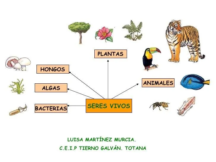 10 seres vivos - Imagui