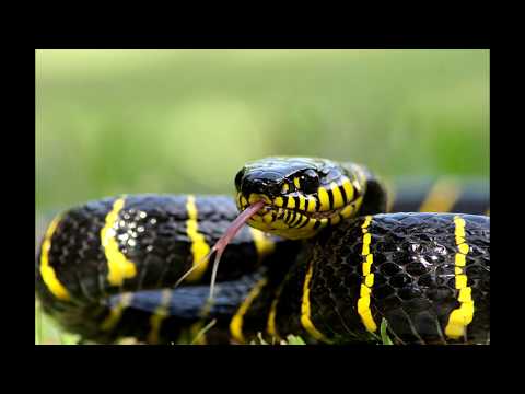 LAS 10 SERPIENTES MAS VENENOSAS DEL MUNDO - YouTube LAS 10 SERPIENTES MAS VENENOSAS DEL MUNDO - YouTube