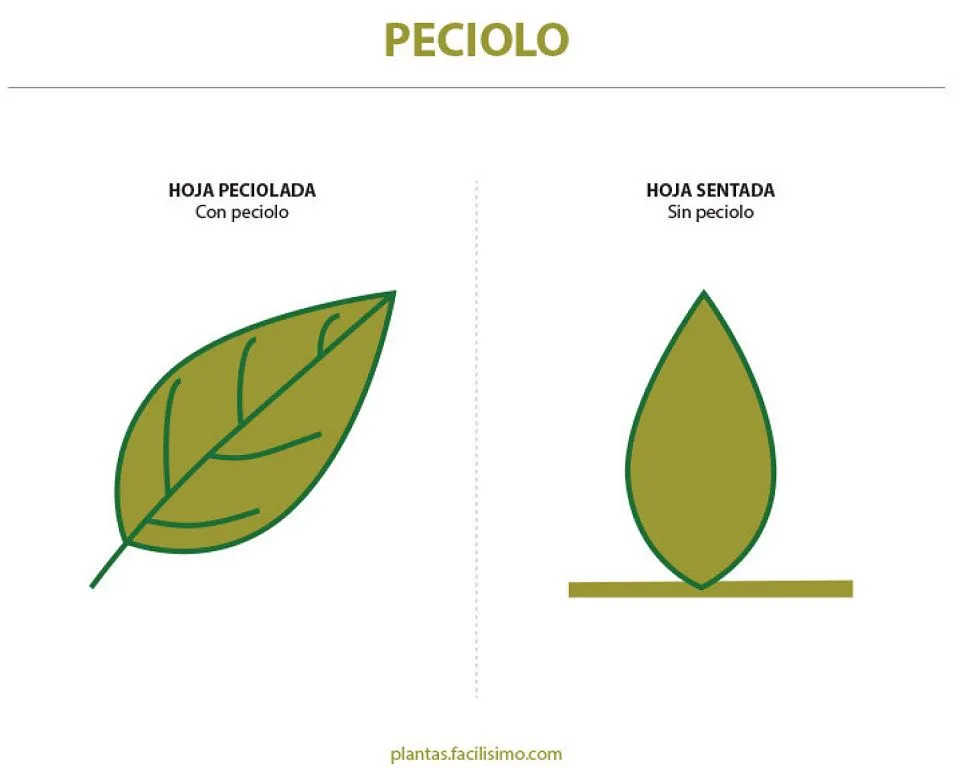 10 tipos de plantas | Cuidar de tus plantas es facilisimo. 10 tipos de plantas | Cuidar de tus plantas es facilisimo.