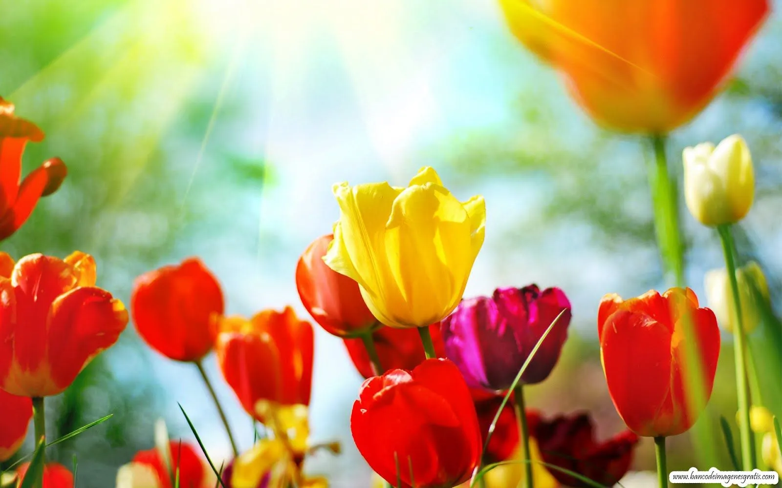 10 wallpapers de flores cortesía de la casa (2560x1600) | Banco de ...