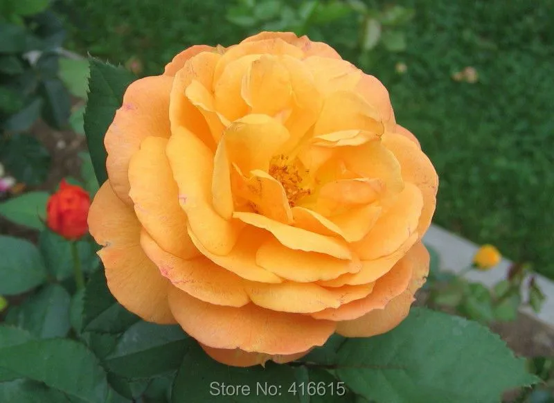 100 bueno como el oro rosa semillas planificación del paisaje ...