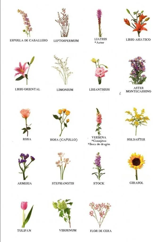 1000+ ideas sobre Tipos De Flores en Pinterest | Ramos, Ramos de ... 1000+ ideas sobre Tipos De Flores en Pinterest | Ramos, Ramos de ...