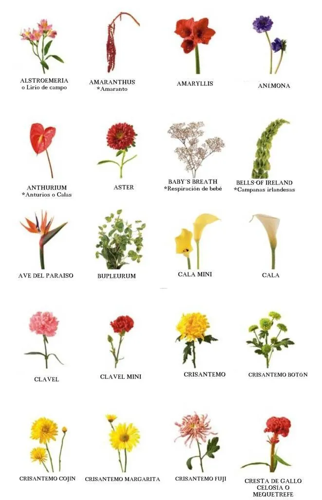 1000+ ideas sobre Tipos De Flores en Pinterest | Ramos, Ramos de ... 1000+ ideas sobre Tipos De Flores en Pinterest | Ramos, Ramos de ...