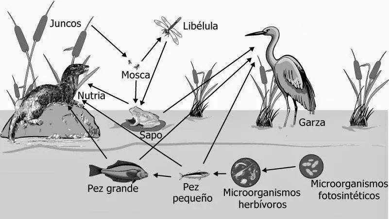 100cias al día... Actualízate 2014!!!: TERCER RESCATE DE BIOLOGÍA ...