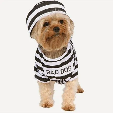 101 mascotas : 6 disfraces super tiernos para perros pequeños 101 mascotas : 6 disfraces super tiernos para perros pequeños