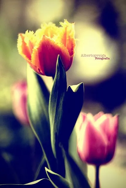 101/365) Tulipanes | Flickr - Photo Sharing!