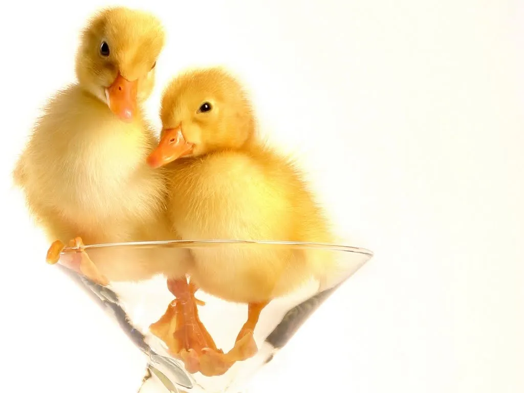 bebés patos en copa