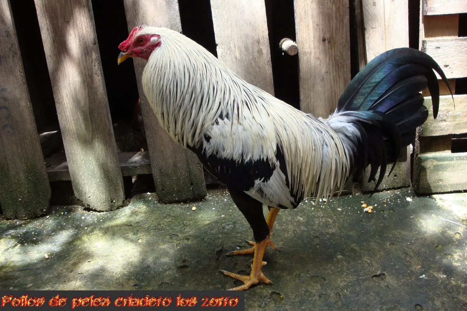 Gallo giro mexicano hatch regular Grey; Aquicision del criadero ... Gallo giro mexicano hatch regular Grey; Aquicision del criadero ...