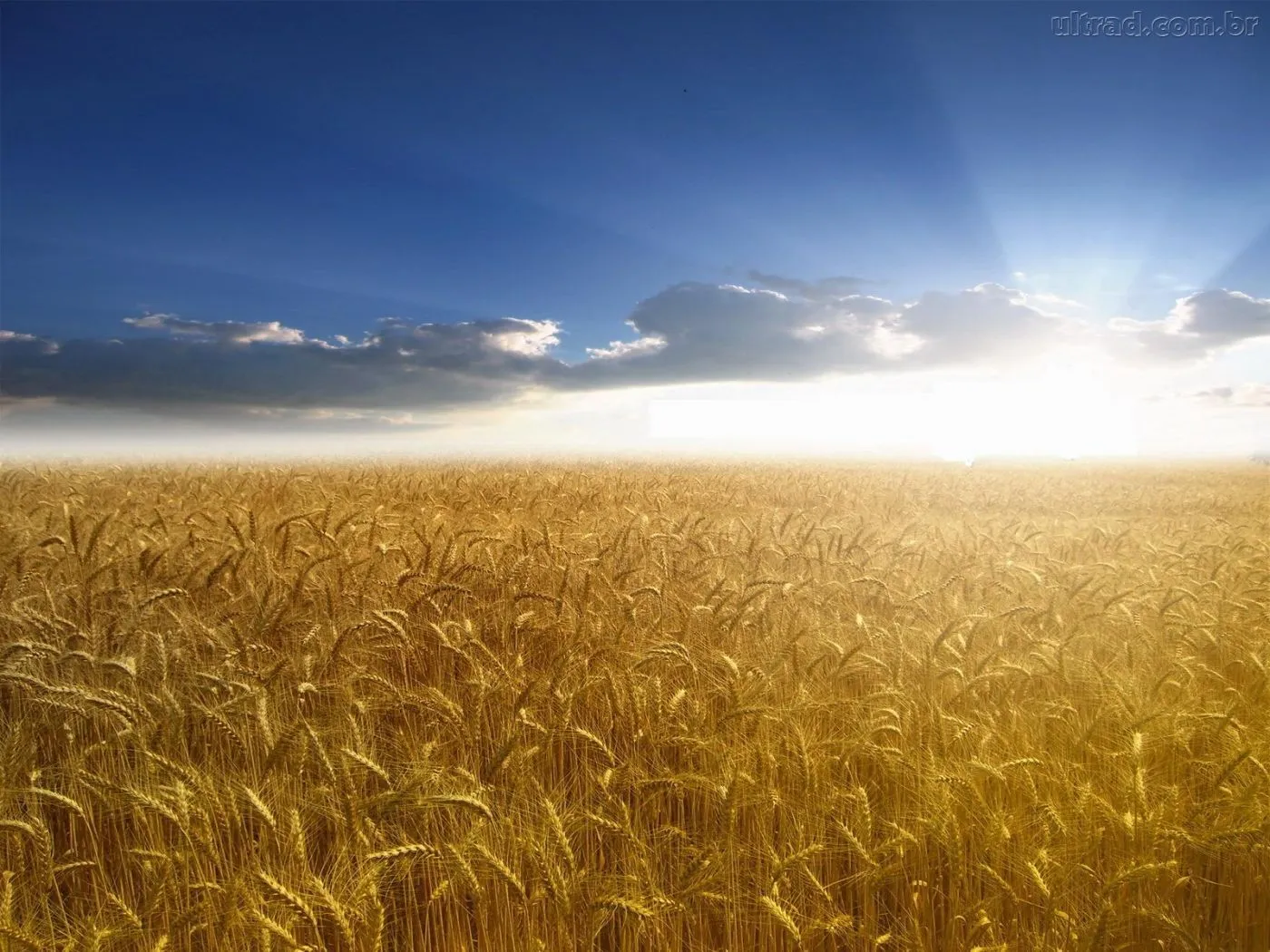 109449_Papel-de-Parede-Campo-de-Trigo--109449_1400x1050 109449_Papel-de-Parede-Campo-de-Trigo--109449_1400x1050