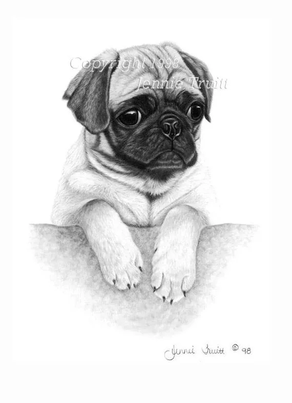 Perros pug a lápiz - Imagui