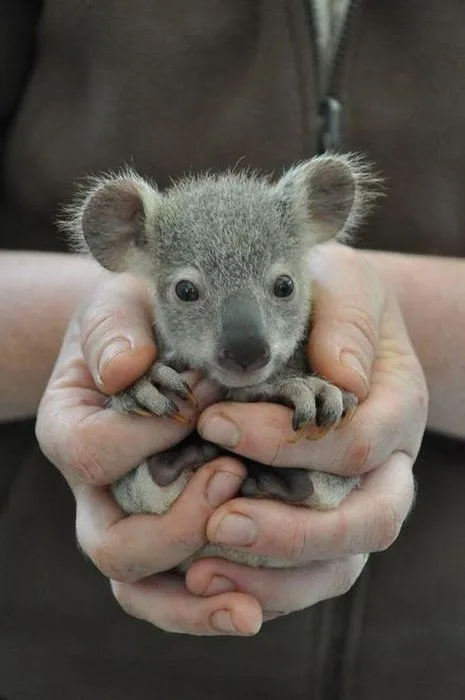 Imagenes del koala bebé - Imagui