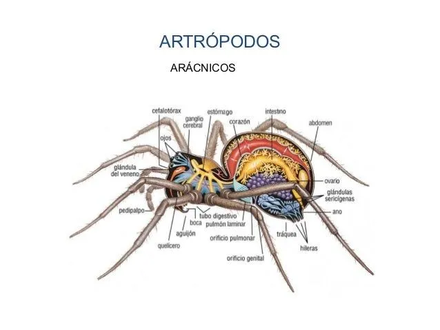 11. animales invertebrados