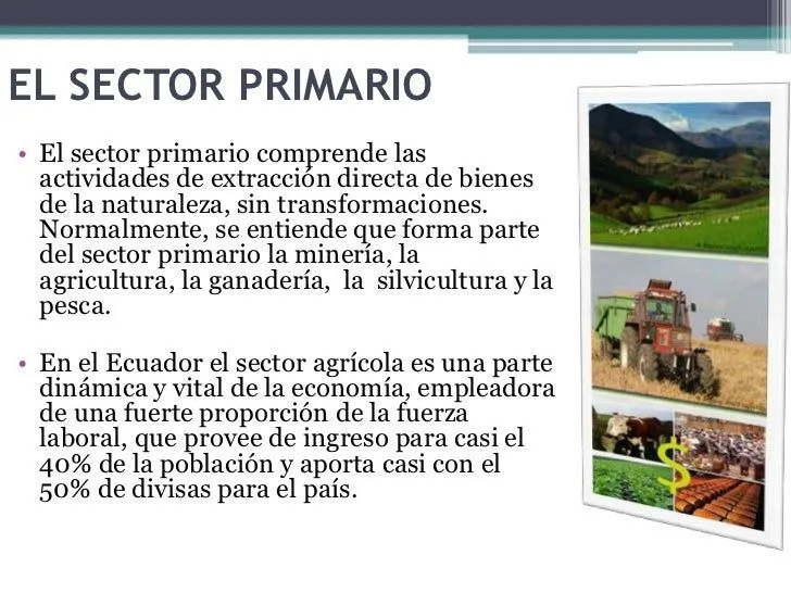 11-sectores-primario- ...