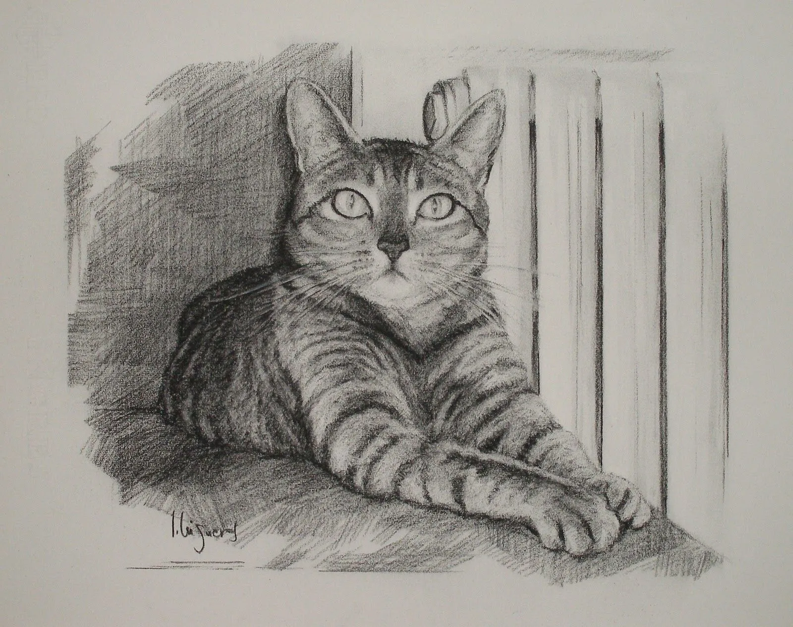 110711 Gato. Carboncillo 40x50 cm. | lucía higueras: pintura 110711 Gato. Carboncillo 40x50 cm. | lucía higueras: pintura