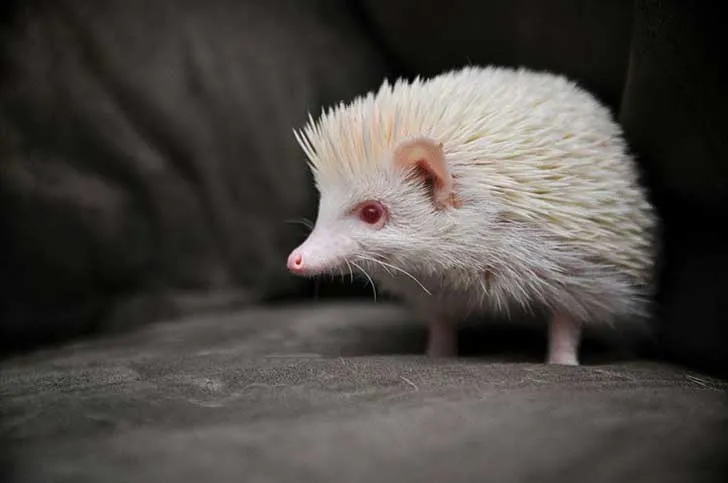 12 asombrosos animales albinos que rara vez encontrarás en la ... 12 asombrosos animales albinos que rara vez encontrarás en la ...