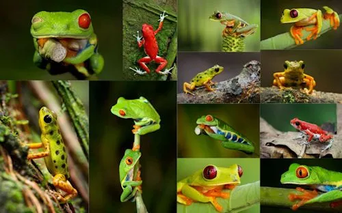 12 fotografías macro de ranas en su hábitat natural (frogs ... 12 fotografías macro de ranas en su hábitat natural (frogs ...
