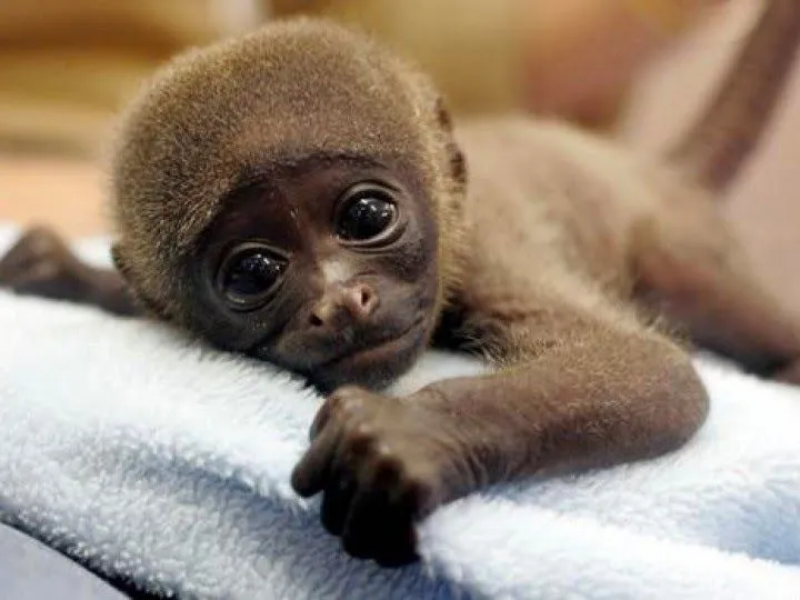 12 Fotos De Animales Bebés Que Tienes Que Ver. El #4 Es Mi Favorito. |