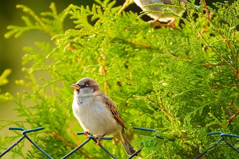 12 imágenes de la naturaleza con aves, animales y plantas. | Banco ... 12 imágenes de la naturaleza con aves, animales y plantas. | Banco ...