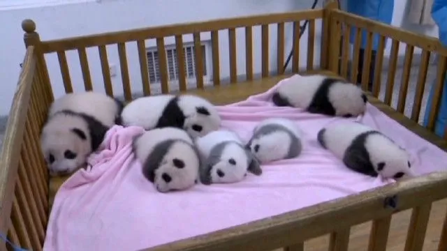 121102051642-vo-panda-cubs- ...