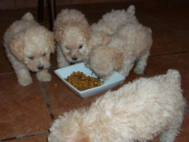 Imagenes de perros french poodle cachorros - Imagui Imagenes de perros french poodle cachorros - Imagui
