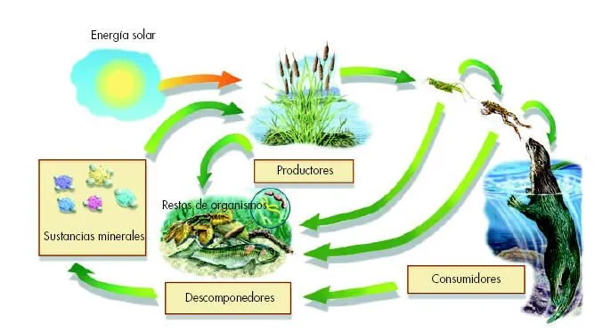 LA MATERIA Y LA ENERGÍA EN LOS ECOSISTEMAS