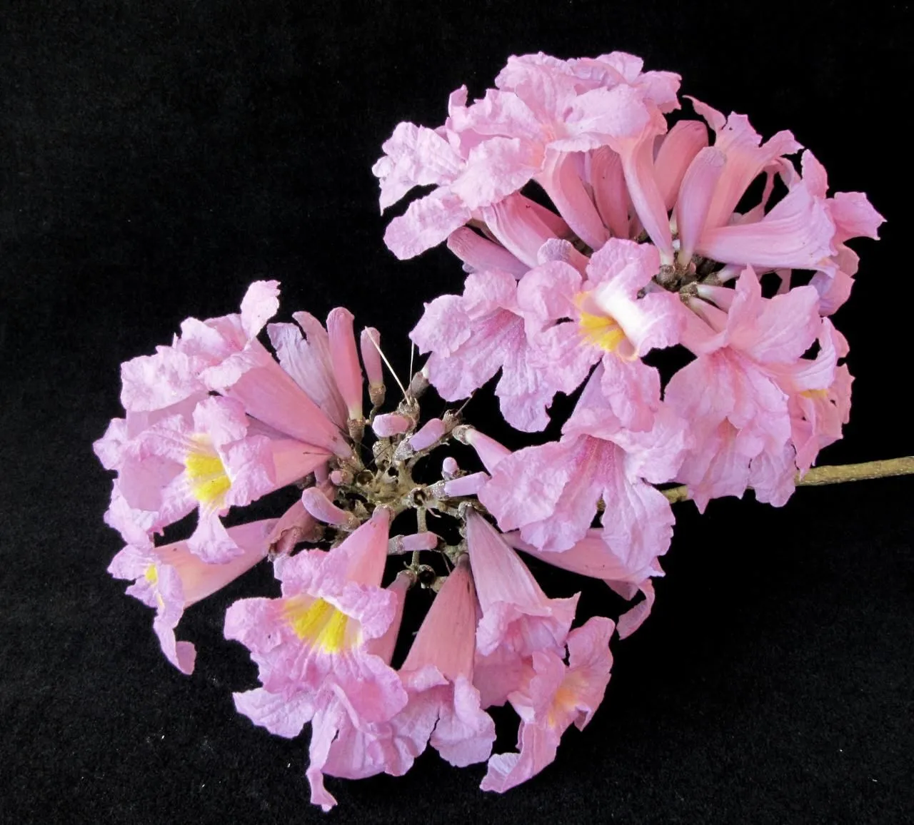 13 ideas de Apamate | árboles en flor, arboles de colores, árboles y arbustos 13 ideas de Apamate | árboles en flor, arboles de colores, árboles y arbustos