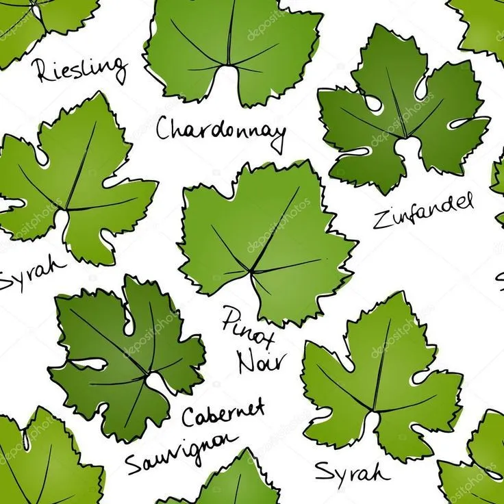 13 ideas de Hojas de parra | hojas de parra, hojas, hojas de uva 13 ideas de Hojas de parra | hojas de parra, hojas, hojas de uva