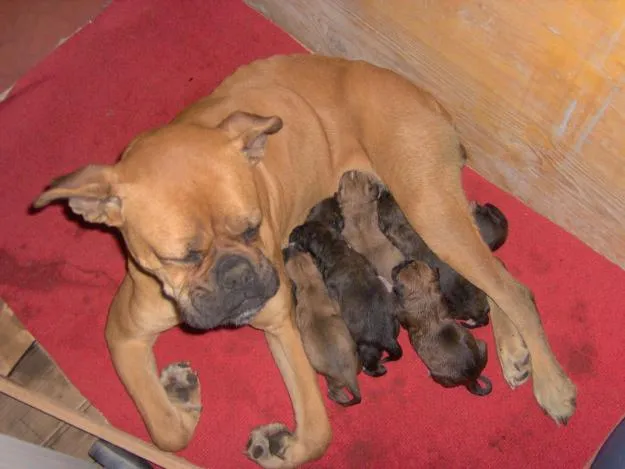 13 LOS PERRITOS | melanias10