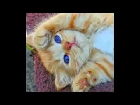 13 perros y gatos mas hermosos y tiernos del mundo. - YouTube 13 perros y gatos mas hermosos y tiernos del mundo. - YouTube