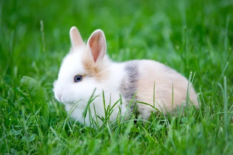 13 cosas que tal vez no sepas sobre los conejos | Blog | PETA Latino 13 cosas que tal vez no sepas sobre los conejos | Blog | PETA Latino