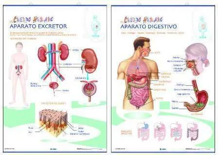 LAMINA PRIMARIA APARATO DIGESTIVO/EXCRETOR EDIGOL