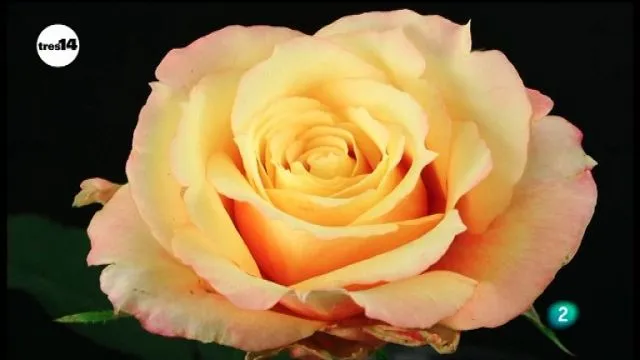 tres 14 - flores, tres14 - RTVE.es A la Carta tres 14 - flores, tres14 - RTVE.es A la Carta