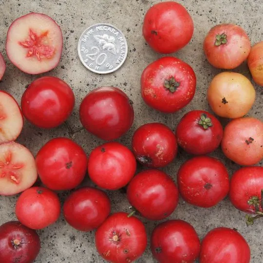 14 Frutas Con R | SharePostt