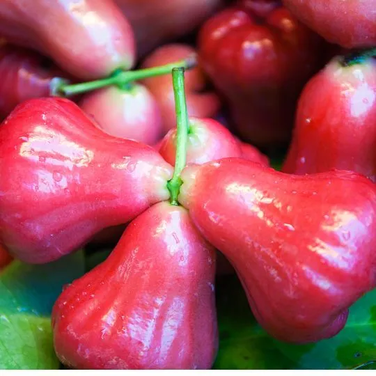 14 Frutas Con R | SharePostt