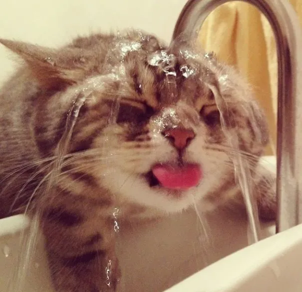 14 Gatos a los que les gusta bañarse más que a ti | Bored Panda 14 Gatos a los que les gusta bañarse más que a ti | Bored Panda