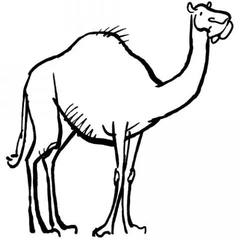 14259-4-dibujos-camello.jpg