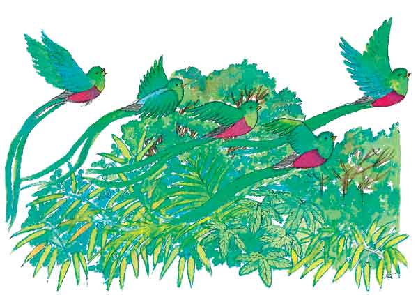 El quetzal volando para colorear - Imagui