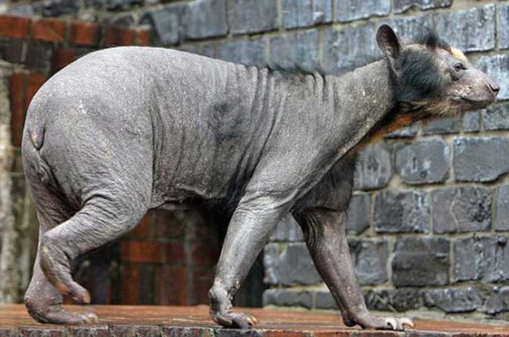 15 animales sin pelo que te resultarán prácticamente imposibles de ... 15 animales sin pelo que te resultarán prácticamente imposibles de ...