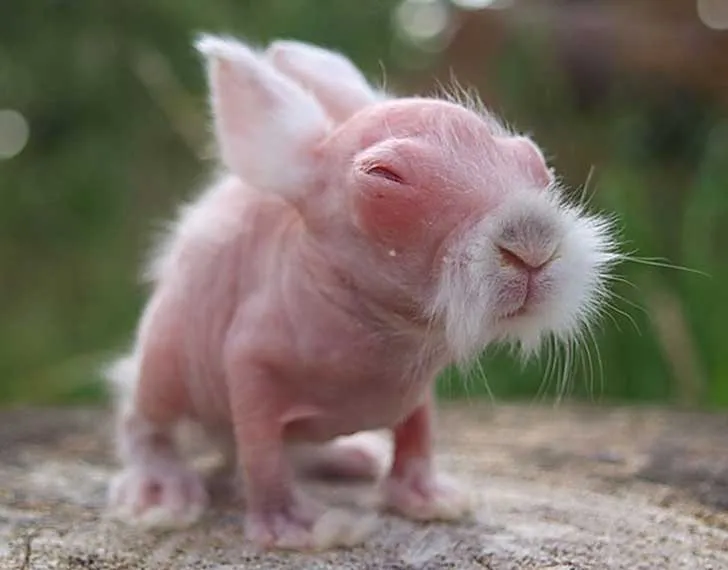 15 animales sin pelo que te resultarán prácticamente imposibles de ... 15 animales sin pelo que te resultarán prácticamente imposibles de ...