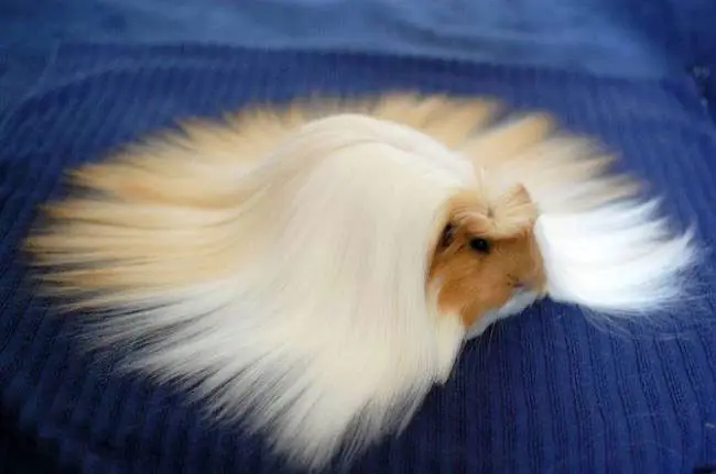 Los 15 animales más PELUDOS del mundo. Muchos quisieran tener el ...