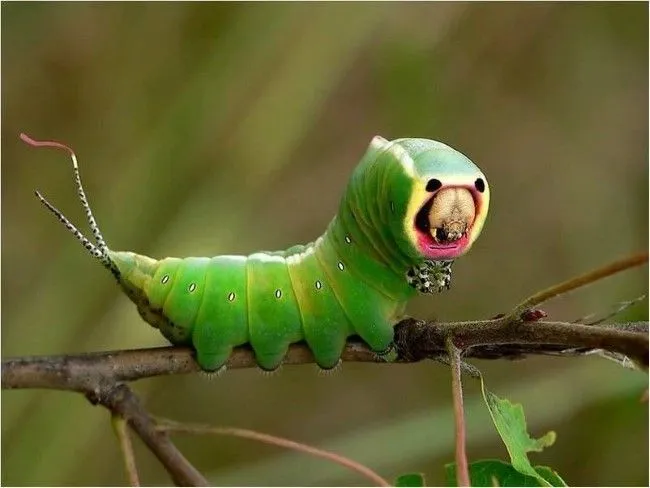 15 Espectaculares fotos de animales que te sorprenderán | Fotografía
